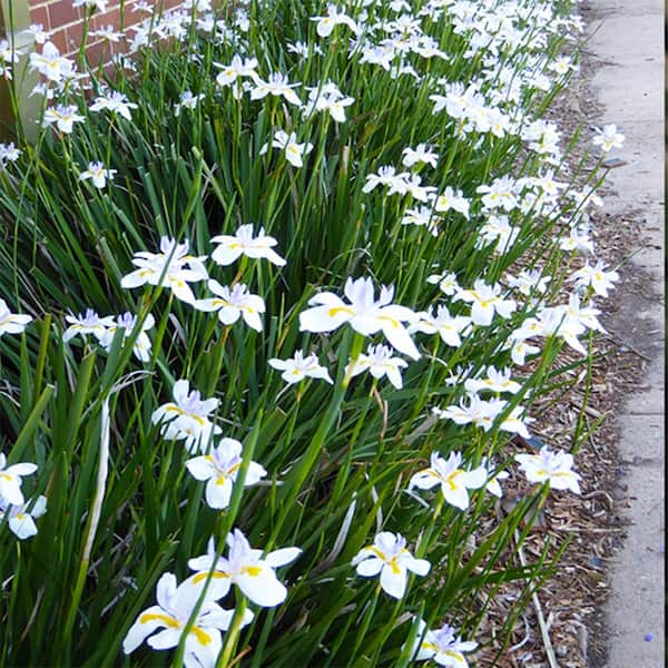 How to Grow & Care for African Iris (Dietes iridioides)