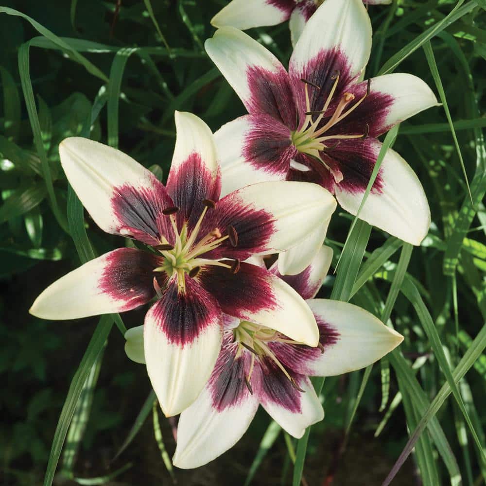 Costa Farms 1 Qt. Padhye Asiatic Lily Plant 1.0QLILPAVG - The Home