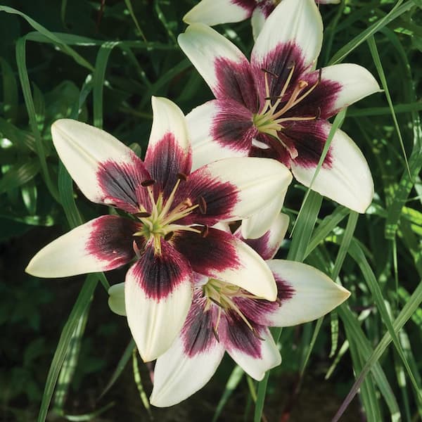 Costa Farms 1 Qt. Padhye Asiatic Lily Plant 1.0QLILPAVG - The Home