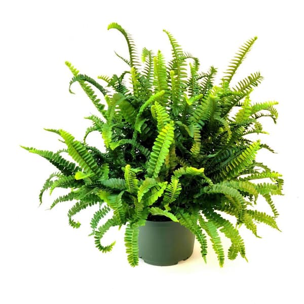 national PLANT NETWORK 6 in. Fern Shiva Plant in Grower Container