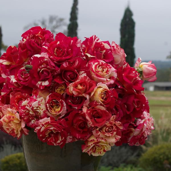 Reviews for Vigoro 2 Gal. Alfred Sisley Rose Plant with Salmon