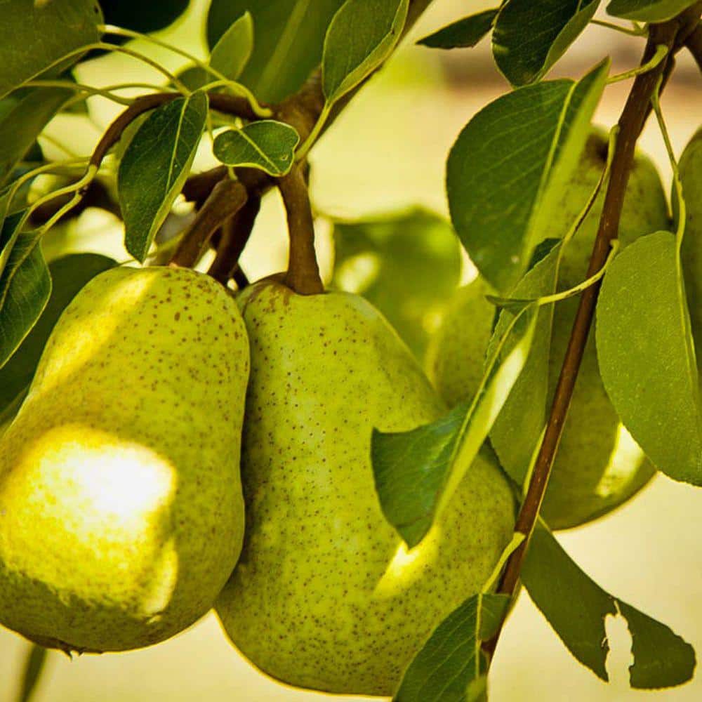 7 Gal. Bartlett Pear Tree