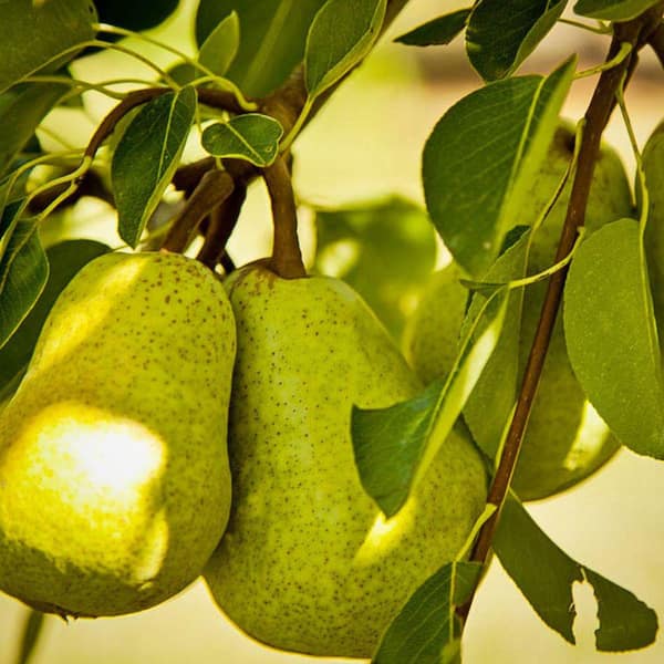 Unbranded 7 Gal. Bartlett Pear Tree