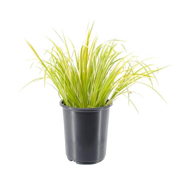 Unbranded 2.5 qt. Perennial Grass Acorus g. Ogon