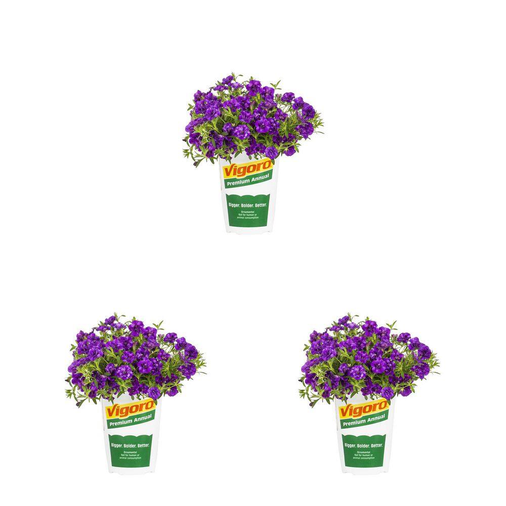 2 qt. Calibrachoa Million Bells Minifamous Uno Dark Blue Annual Plant (3-Pack) price history on PriceWatchPro