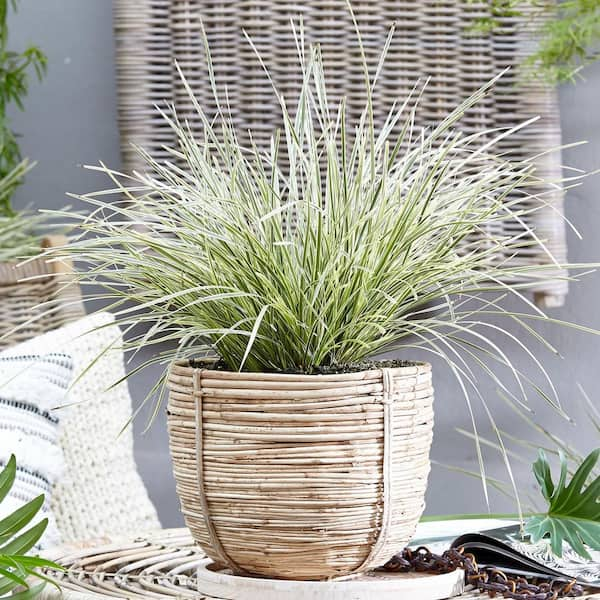 2.5 Qt. Platinum Beauty Lomandra, Live Evergreen Grass, Green and White Striped Foliage