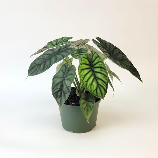 6 in. Alocasia Dragon Scale Elephant Ear Plant in Grower Container