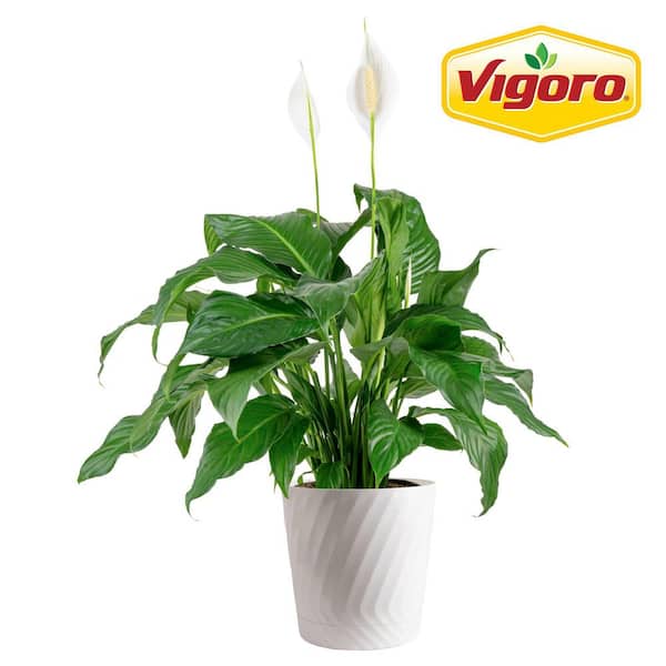 Spathiphyllum Peace Lily Indoor Plant in 9.25 in. White Decor Planter, Avg. Shipping Height 2-3 ft. Tall