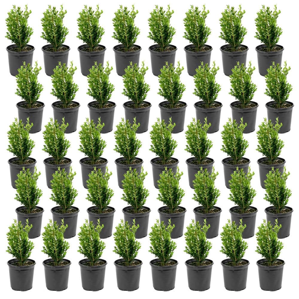 1 Gal. Boxwood Wintergreen Shrub (40-Pack) price history on PriceWatchPro