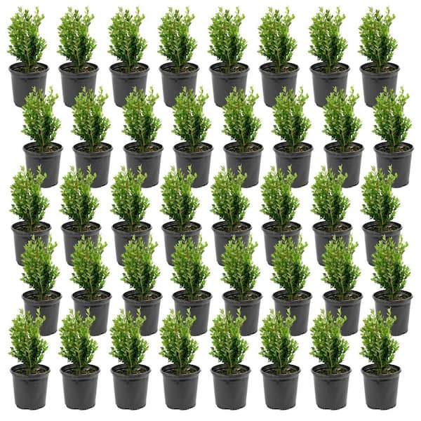 1 gal. Boxwood Wintergreen Shrub (40-Pack)