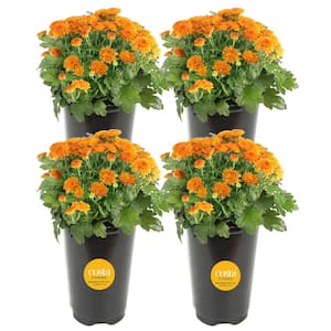 Orange Ready to Bloom Fall Chrysanthemum Outdoor Plant in 1 Qt. Grower Pot, Avg. Shipping Height 8 in. Tall (4-Pack)