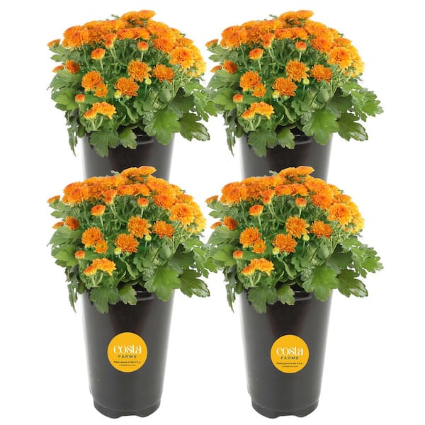 Costa Farms Orange Ready to Bloom Fall Chrysanthemum Outdoor Plant in 1 Qt. Grower Pot, Avg. Shipping Height 8 in. Tall (4-Pack)