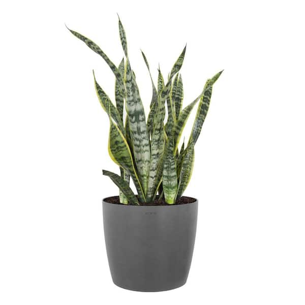 United Nursery Sansevieria Laurentii Live Indoor Outdoor Plant in 10 ...