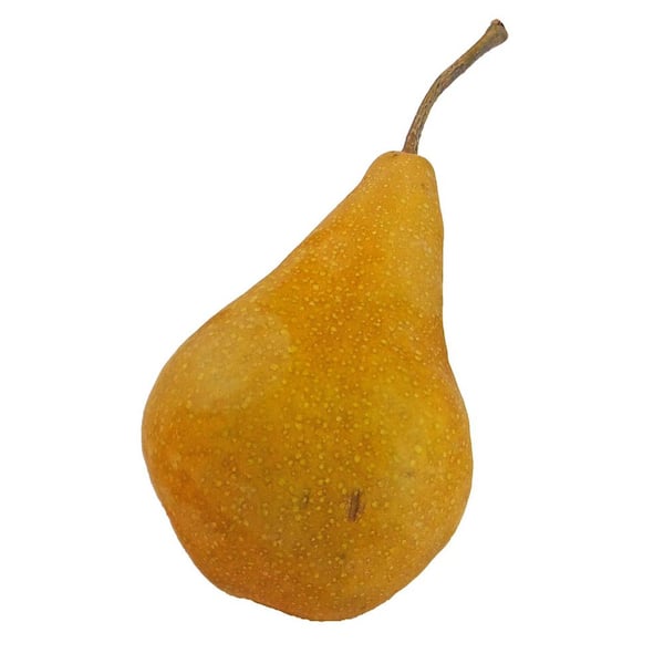 Beurre Bosc Pear Tree