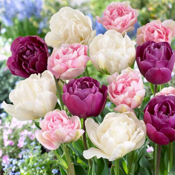 Vigoro 12/+ cm, Double Dutch Mixed Double Late Tulip Bulbs (Bag of 100)