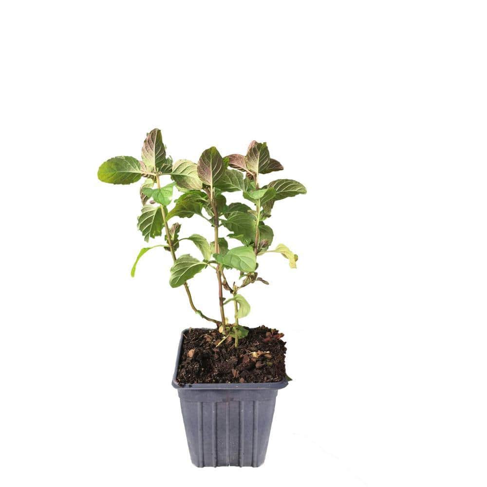Daylily Nursery 4 in. Container Orange Mint Plant 859007831 - The
