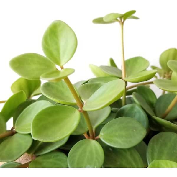 Wekiva Foliage Peperomia Hope-Live Plant in a 2 in. Pot-Peperomia Rotundifolia-Rare and Elegant Indoor Houseplant