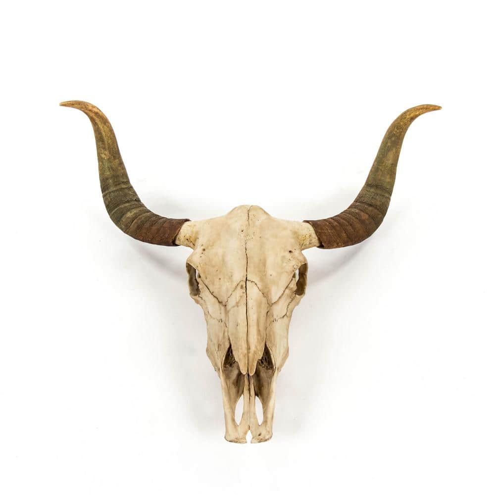 Zentique Resin Bull Skull Wall Decor SHI032 - The Home Depot