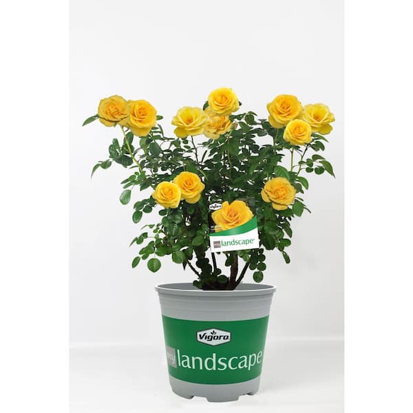 Vigoro 2 Gal. Sol Desire Rose with Yellow Flowers
