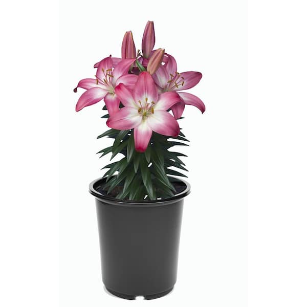 Unbranded 2.5 qt. Pink Asiatic Lily Perennial