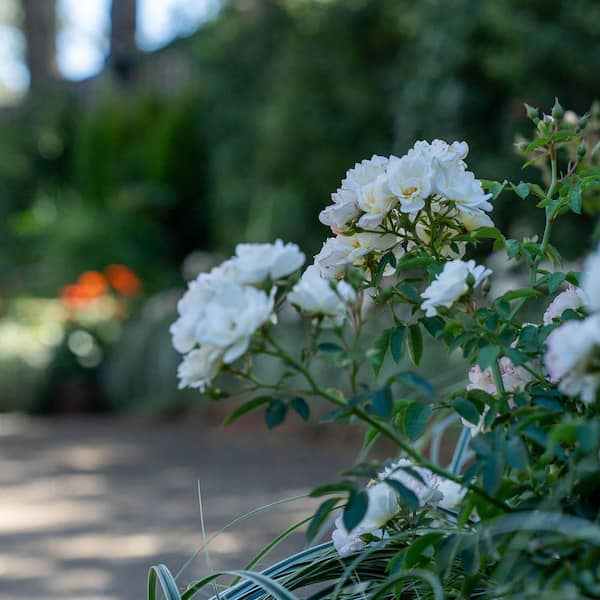 2.5 Qt Its a Breeze Ivory Blush Rose with Pure White to Pale Pink Flowers