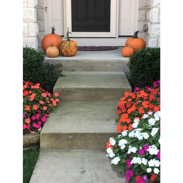 BEACON 4.5 in. Annual Beacon Impatiens Plant FG00084498 - The Home