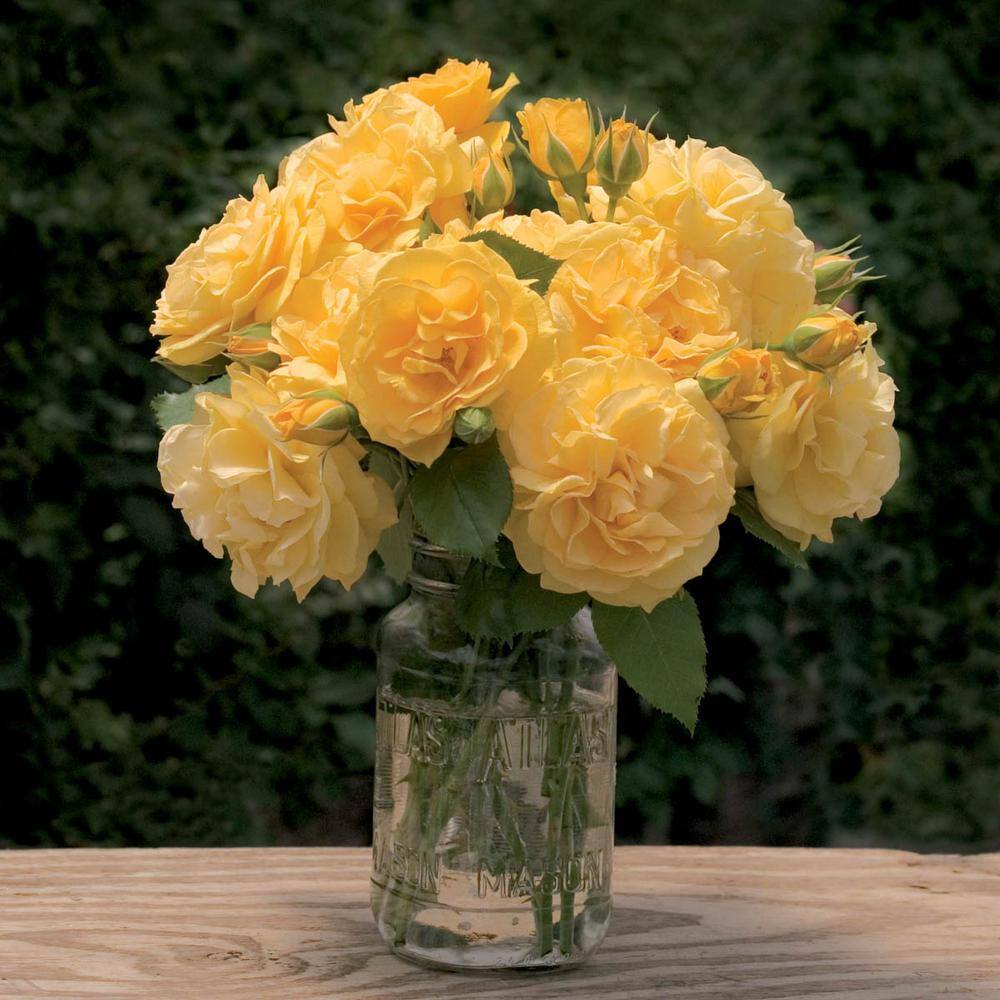 3 Gal. Pot, Julia Child Floribunda Rose Bush Potted Plant, Blooms with Yellow Flowers (1-Pack) price history on PriceWatchPro