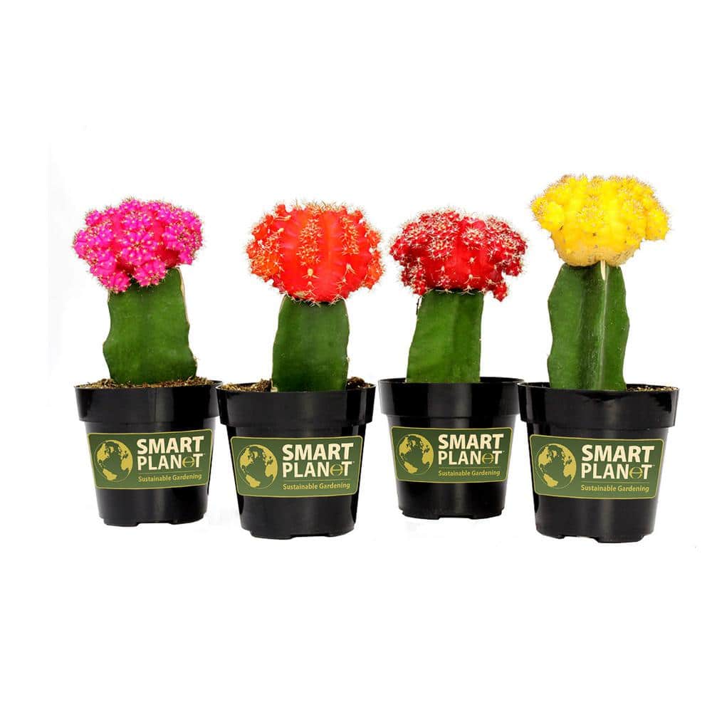 Multicolor Grafted Cactus Succulent Pack in Black Plastic Pots