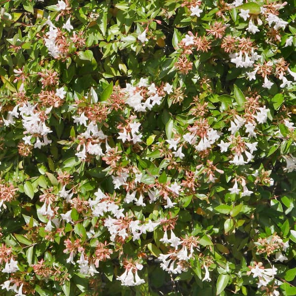 よ*ん様 bush de brunt 3HANDREDシェルコン25 EIT v よ*ん様 bush de