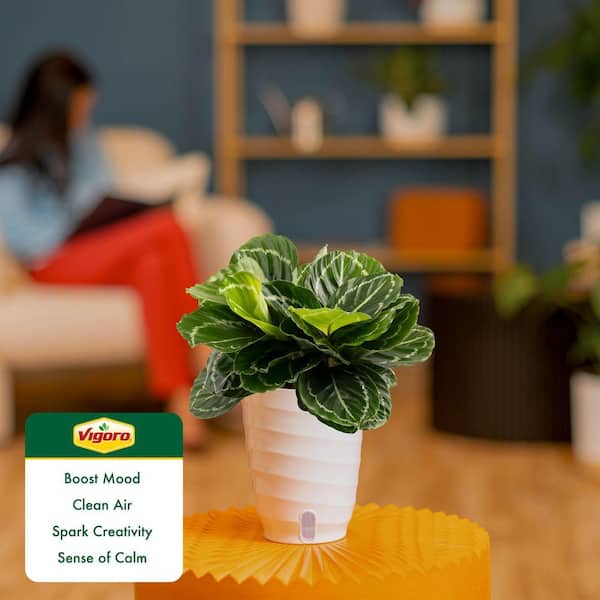 Vigoro Grower's Choice Calathea Indoor Plant in 6 in. White Decor