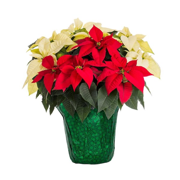 METROLINA GREENHOUSES 1.5 Gal. Christmas Poinsettia Red/White Mix with Green Foil (1-Pack)