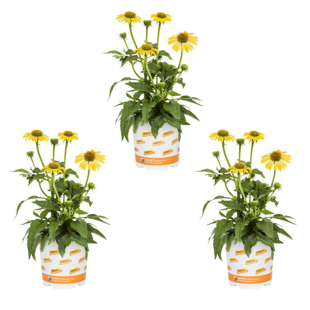 Vigoro 2 QT. Sunseeker Mellow Yellow Cone Flower Echinacea Perennial ...