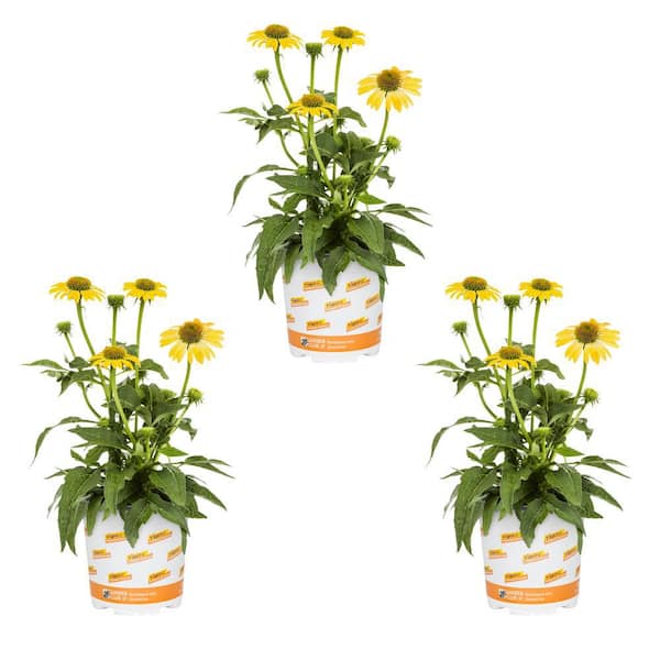 Vigoro 2 QT. Sunseeker Mellow Yellow Cone Flower Echinacea Perennial Plant (3-Pack)