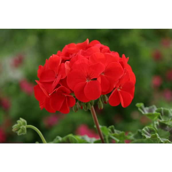 1 Qt. Red Geranium Annual Live Plant, Red Flowers, (4-Pack)
