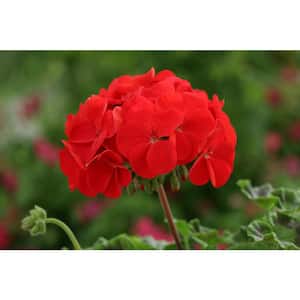 1 Qt. Red Geranium Annual Live Plant, Red Flowers, (4-Pack)