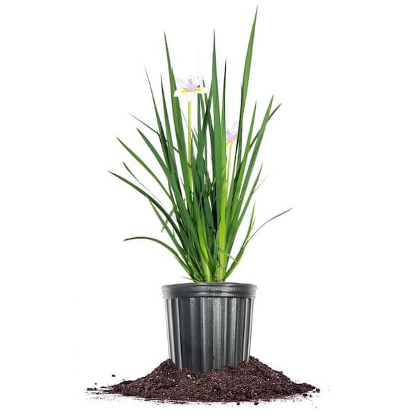 Unbranded White African Iris Flowering Shrub in 1 Gal. Grower's Pot
