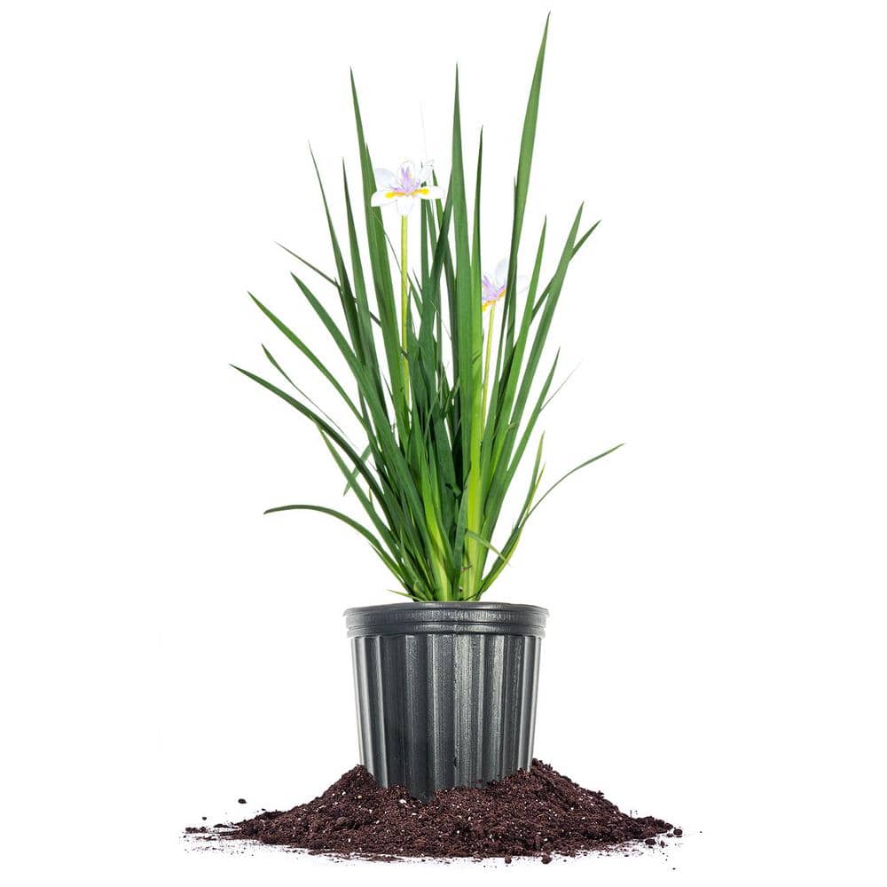 White African Iris Flowering Shrub in 1 Gal. Growers Pot