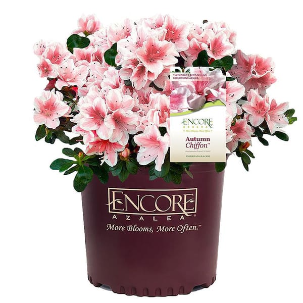 ENCORE AZALEA 3 Gal. Autumn Chiffon Azalea Shrub with Bi-Color Whitish Pink Flowers