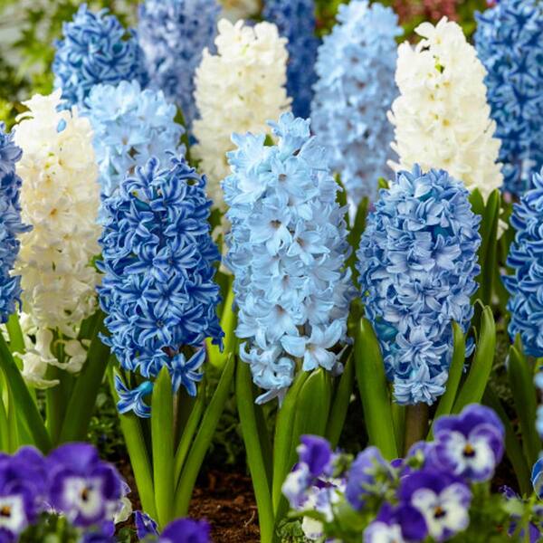 Van Bourgondien Blue and White Flowering Hyacinth Bulbs Mixture (25-Pack)
