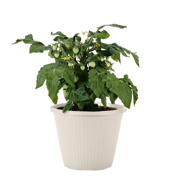 Organic Sturdy Jo Cherry Tomato 94 gal. Live Plant