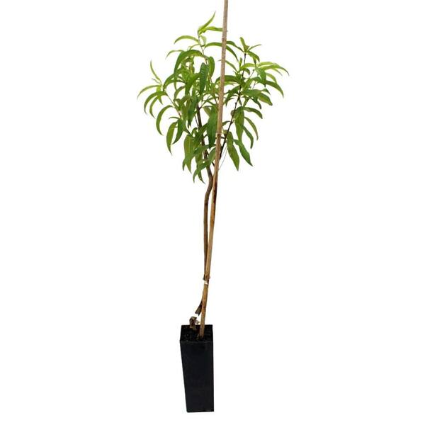 Unbranded Harvestor Peach Tree