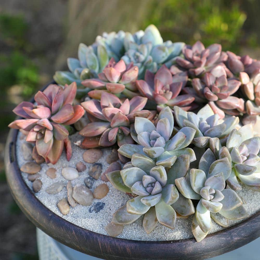 Large Assorted Color Graptosedum Succulent 4-Pack