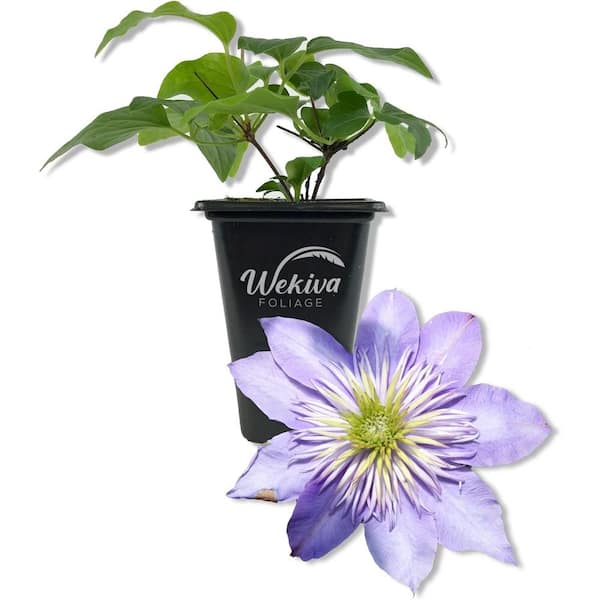 Wekiva Foliage Clematis Crystal Fountain-Live Starter Plant in a 2 Inch Growers Pot-Starter Plants Ready for The Garden