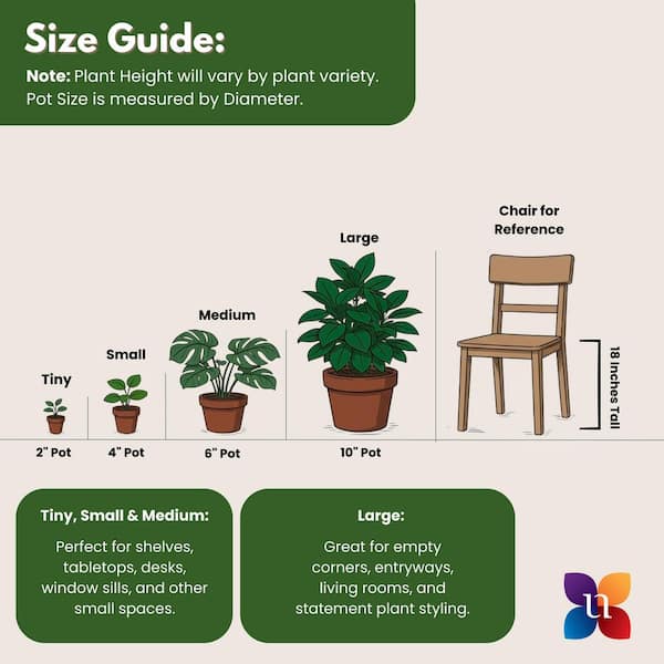 United Nursery Dracaena Mass Cane Corn Plant 2 Stem Plant in 9.25 inch  Grower Pot 73823 - The Home Depot
