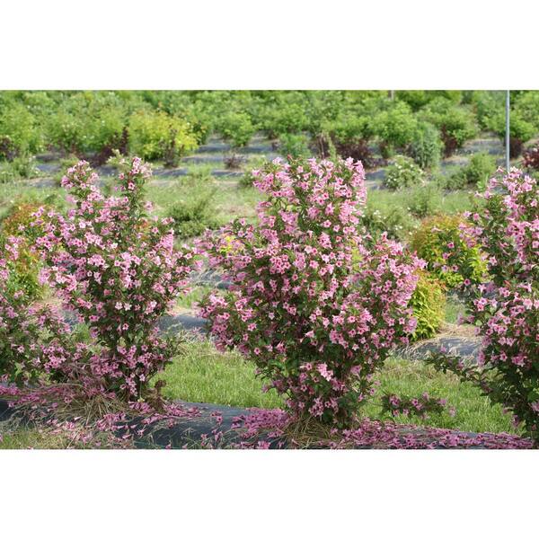 SONIC BLOOM® Pure Pink Weigela - Garden Crossings