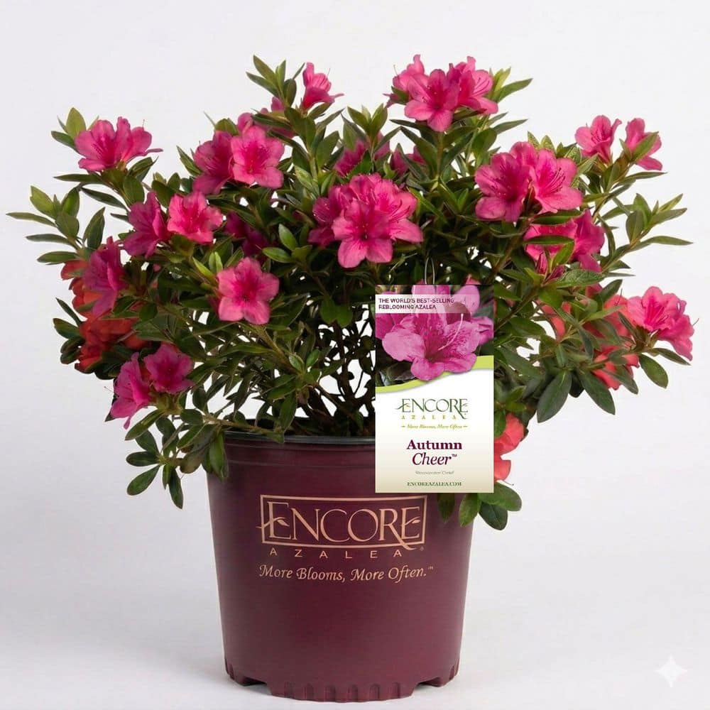 pompompearlページ ENCORE AZALEA 1 Gal. Autumn Cheer Azalea Shrub with Reblooming