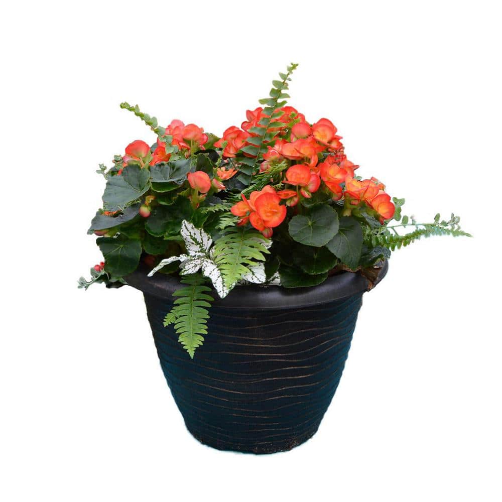 13 in. Begonia Carnival Planter