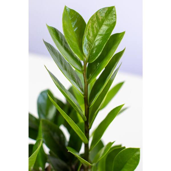 Lively Root Zz Plant Zamioculcas Zamiifolia Plant In 4 In Grower Pot Lrzz4 The Home Depot