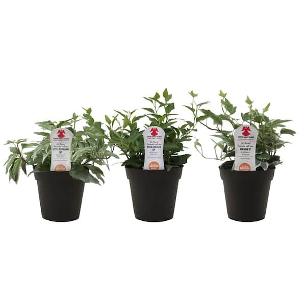 Exotic Angel Plants Ivy in 3.8 in. Grower Pot, Assortment (3-Pack)