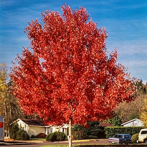 Green Foliage Autumn Blaze Maple (Acer) Tree Live Bareroot Tree (1-Pack)